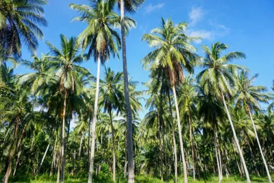 Behind The Temple Island Eco-Bungalow 15min Walk To Hin Kong Beach – Photos 8