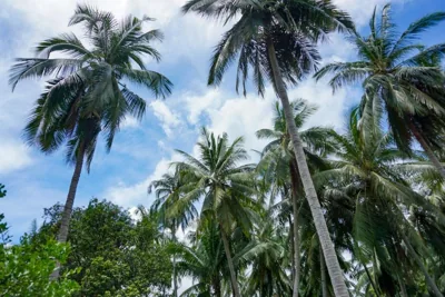 Behind The Temple Island Eco-Bungalow 15min Walk To Hin Kong Beach – Photos 9